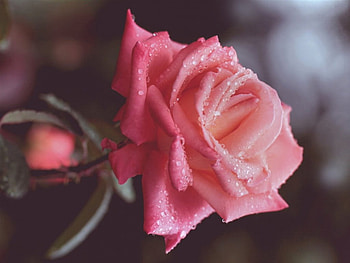 Pink Rose, drops, pink, flowers, buds HD wallpaper