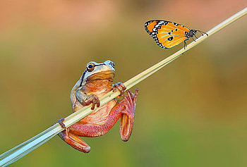 You & I, blue, black, stem, butterfly, red, frog, gold HD wallpaper