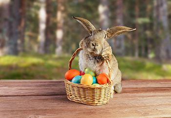 Forest Rabbit — Quad Easter, Animal, rabbit HD wallpaper