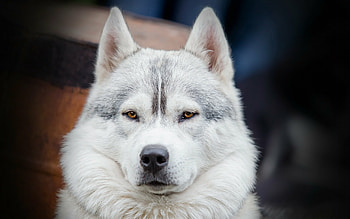 Siberian Husky, to , Beautiful canine, background HD wallpaper
