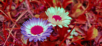 flowers, red grass, grass, red, purple, white, nature, flower HD wallpaper