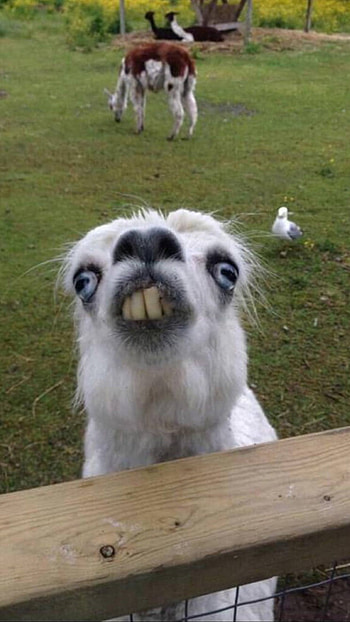 Funny, Funny Cute Animal HD phone wallpaper