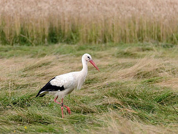 Stork, white, black, bird, green, pasare, spring HD wallpaper