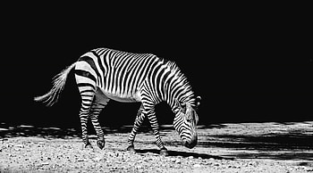 Best zebra pattern , stock , Versatile patterns, Stunning zebra ry HD wallpaper