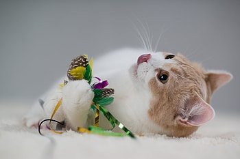 Animals, Toys, Kitty, Kitten, Language, Tongue HD wallpaper