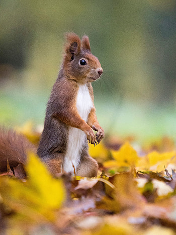 Funny, Animals, Squirrel, Leaves, Animal, Nice, Sweetheart HD phone wallpaper