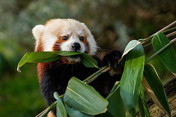 Animals, Leaves, Animal, Red Panda HD wallpaper