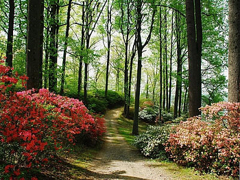 Shady Path, trees, shady, forest, path HD wallpaper