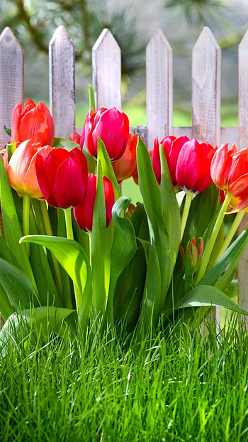 Spring Flowers, Flower Garden HD phone wallpaper