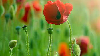 Plants, Flowers, Poppies HD wallpaper