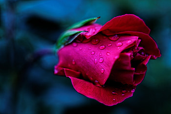 Rose, Bud, Macro, Drops HD wallpaper