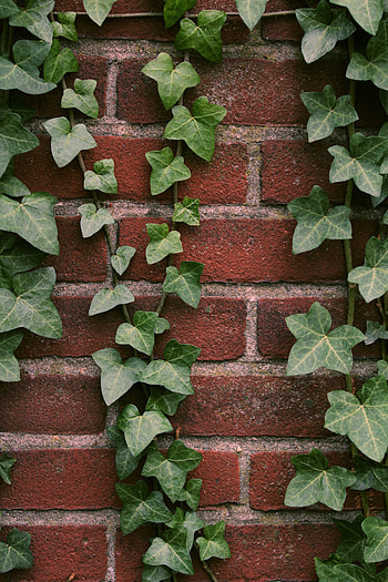 Plant, Miscellanea, Miscellaneous, Wall, Brick, Ivy HD phone wallpaper