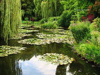 les_nympheas, reflection, ganggang, trees, garden, nature, forest, lake HD wallpaper