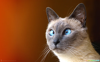 Funny, Animals, Cats HD wallpaper