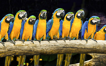 Parrot, animal, wood, bird HD wallpaper