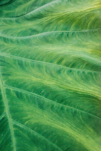 Plant, Macro, Sheet, Leaf, Stripes, Streaks, Veins HD phone wallpaper