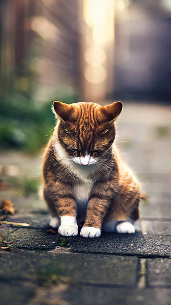 baby animal, kitten, sad, Animal, cat HD phone wallpaper