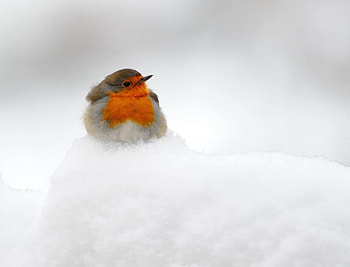 hard times, winter, bird, snow, cold, nature HD wallpaper