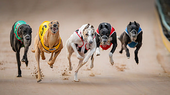 Race, Dog Sports HD wallpaper