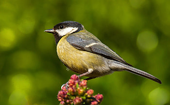 Great tits, Killing birds, Eating brains, Climate change HD wallpaper