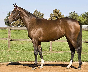 GM Anyone?, bay, equus, horse, stallion HD wallpaper