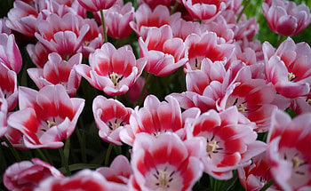 Flowers, Tulips, Flower Bed, Flowerbed, Disbanded, Loose, Spring HD wallpaper