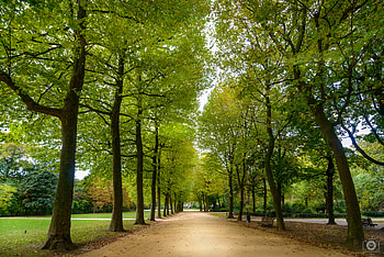 Path, upright, lane, green, trees, road, alley, park, U HD wallpaper