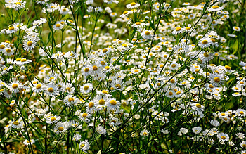 Plants, Flowers HD wallpaper