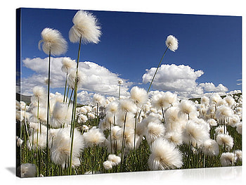 cotton, wind, blue sky, white HD wallpaper