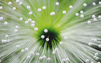 Flowers, Flower, Macro, Antennae, Tendrils, Middle HD wallpaper