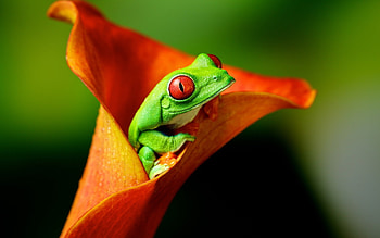 Red-eyed tree frog , Colorful amphibian, collection, Animal graphy HD wallpaper