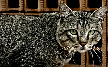Cute Cat, animal, cute, cat, pet HD wallpaper