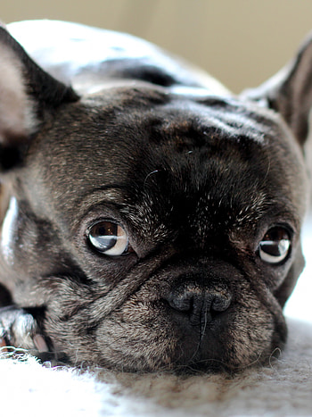 French Bulldog, Paisley pattern, Vintage look HD phone wallpaper