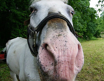 Oscar the Horse, appaloosa, oscar, horse HD wallpaper