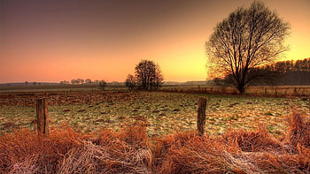 Nature, Field, Fence, Frost, Hedge, Stakes, Pegging HD wallpaper