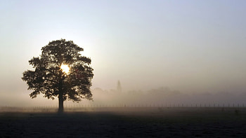 Lonely Tree, lonely, tree HD wallpaper