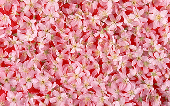 Flowers, Pink, To Lie Down, Lie, Bloom, Flowering, Spring HD wallpaper