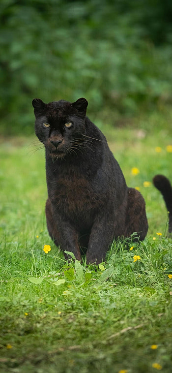 Black panter, fire, Christmas, nature HD phone wallpaper