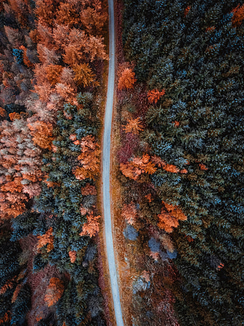 Nature, Trees, Autumn, View From Above, Road, Forest HD phone wallpaper