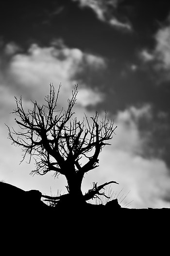 Nature, Sky, Clouds, Wood, Tree, Branches, Bw, Chb HD phone wallpaper