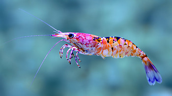 Vibrant Shrimp in Stunning Ultra, shrimp, marine life, aquatic, colorful, Wildlife HD wallpaper
