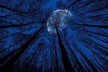Trees, sillhouette, moon & trees HD wallpaper