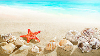 Sea shells, Starfish HD wallpaper