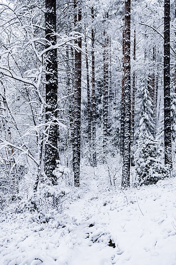 Winter, Nature, Trees, Snow, Forest HD phone wallpaper