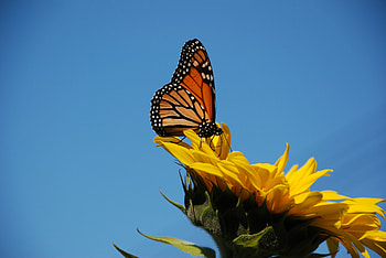 ๑~๑ Friends Forever ๑~๑, sunshine, monarch, beautiful, sunflower, summer, buterfly, brilliant, love, yellow, true friends, nature, flowers, friendship, sky, clear, forever HD wallpaper
