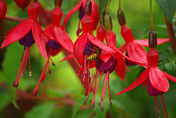 red_fuchsias, nature, flowers, bee, red HD wallpaper