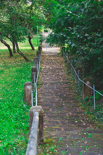 Idyllic forest pathway surrounded by lush greenery in a tranquil park setting. HD phone wallpaper