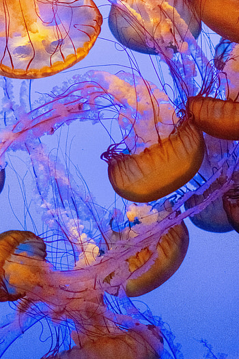 Animals, Water, Jellyfish, Underwater World, Tentacles, Depth HD phone wallpaper