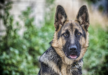 German shepherd, dog, sweet, animal, dogs, cute, beautiful, puppys, puppy, pretty, animals, lovely HD wallpaper