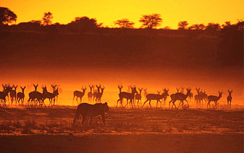 Animals, Sunset, Silhouettes, Lioness, Stroll, Hunting, Hunt, Antelope HD wallpaper